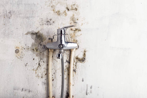 Best Fast Mold Removal  in Jonesboro, LA