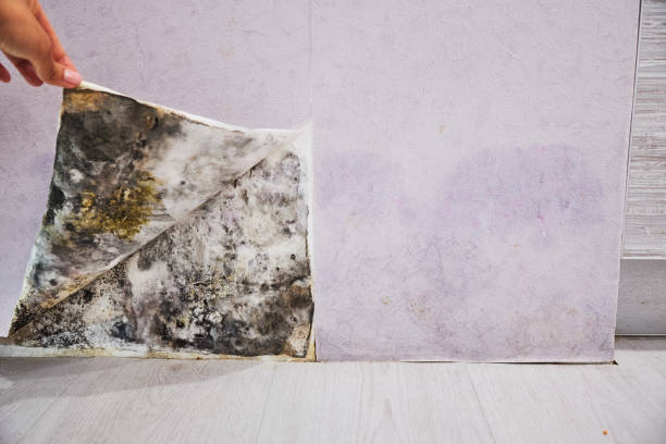 Best Black Mold Removal  in Jonesboro, LA